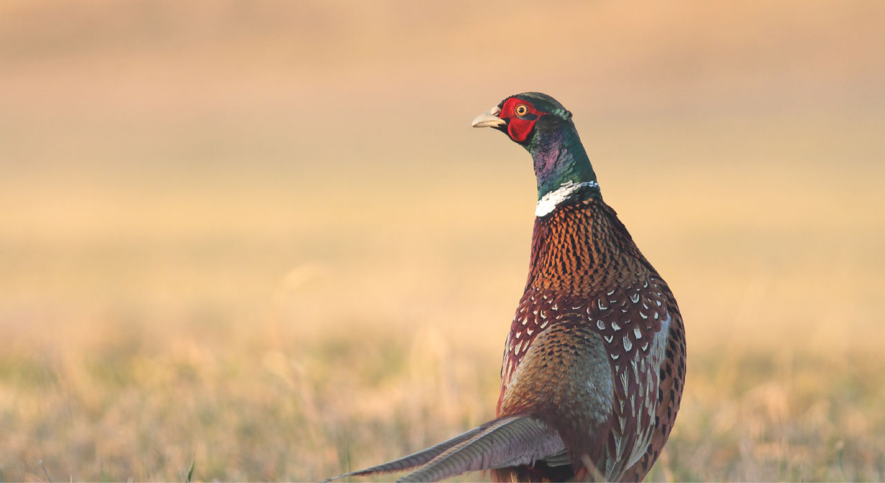 Rose Hill Game Preserve — photo 4